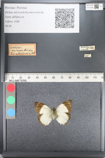 Media type: image;   Entomology 131609